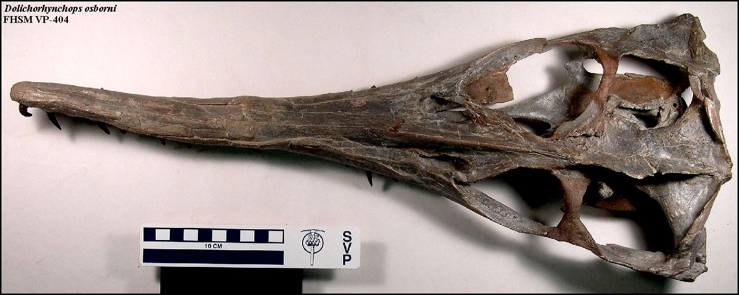 VP-404 skull